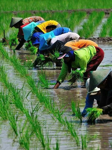 Pertanian Sawah Wringinanom